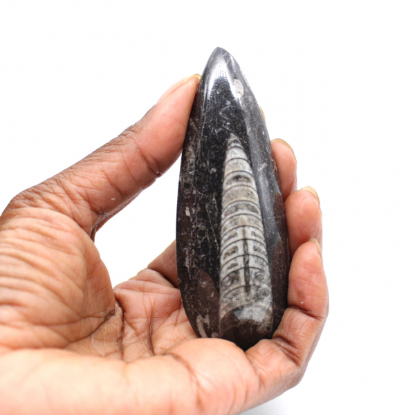 Orthoceras fósseis do Marrocos