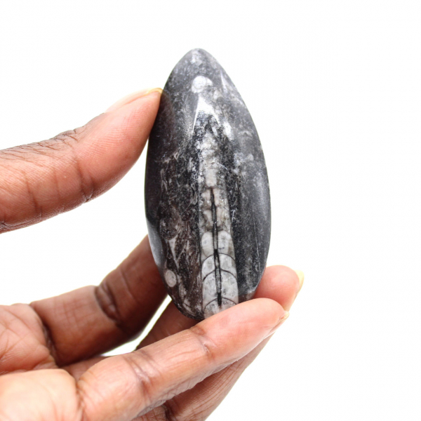 Orthoceras fóssil