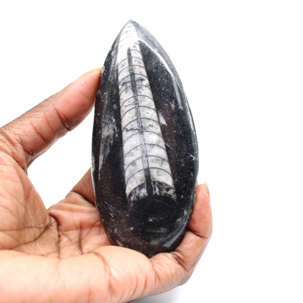 Orthoceras fósseis do Marrocos