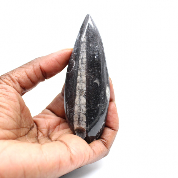 Orthoceras fóssil