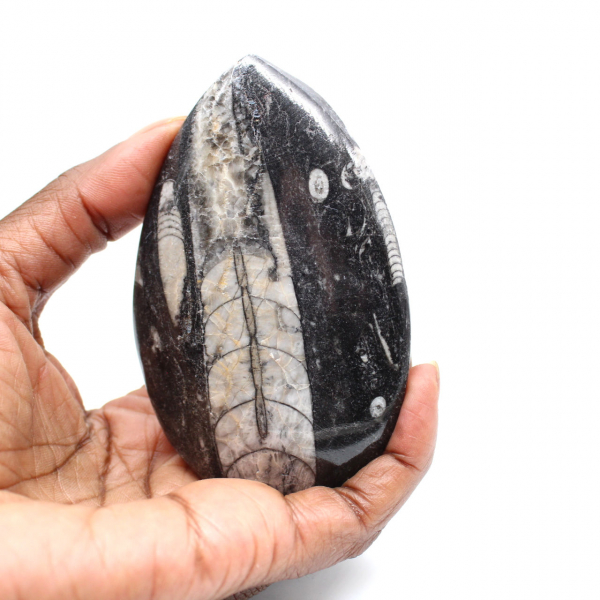 Orthoceras fósseis do Marrocos