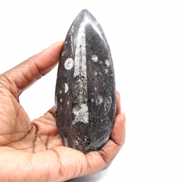 Orthoceras fóssil