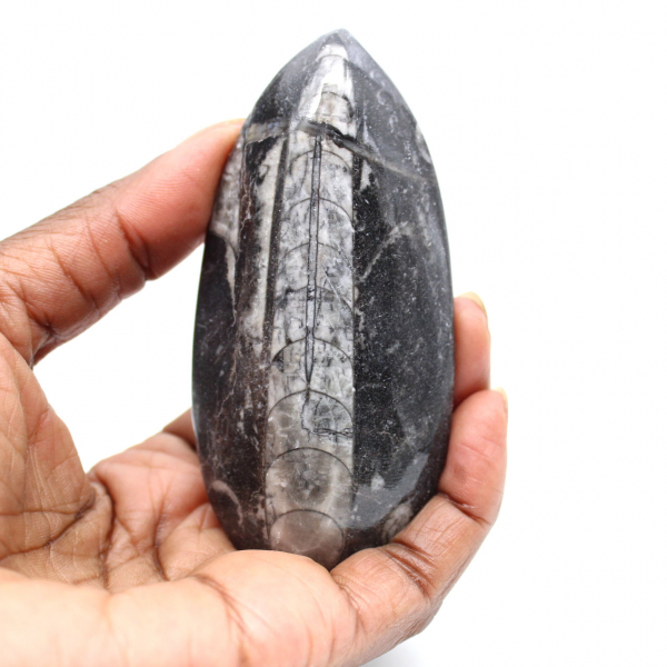 Orthoceras fósseis do Marrocos