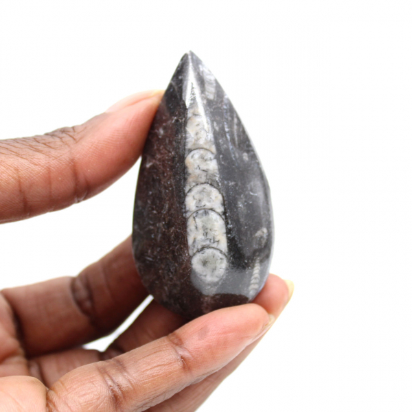Orthoceras fóssil