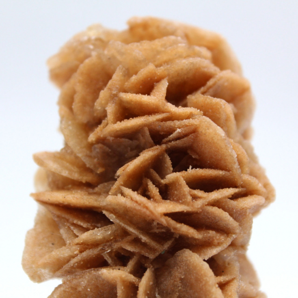 Rosa de areia fóssil da Tunísia