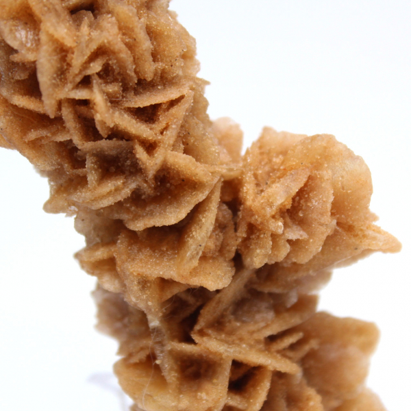 Rosa de areia decorativa Tunísia