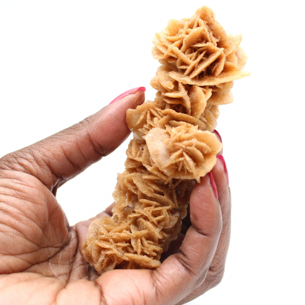 Rosa de areia decorativa Tunísia