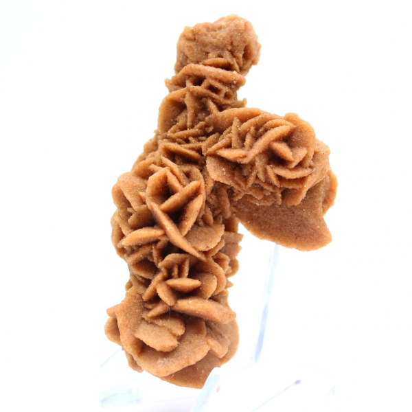 Rosa de areia crua da Tunísia