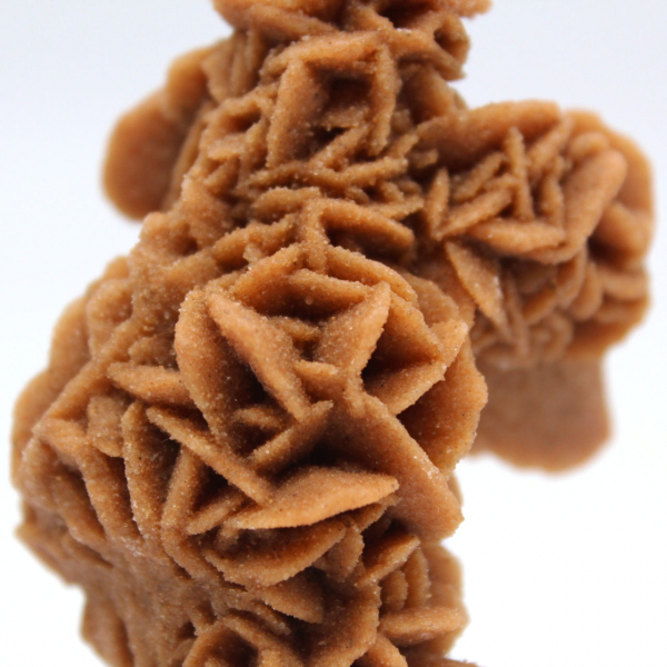 Rosa de areia crua da Tunísia