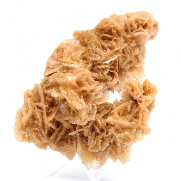 Rosa de areia da Tunísia