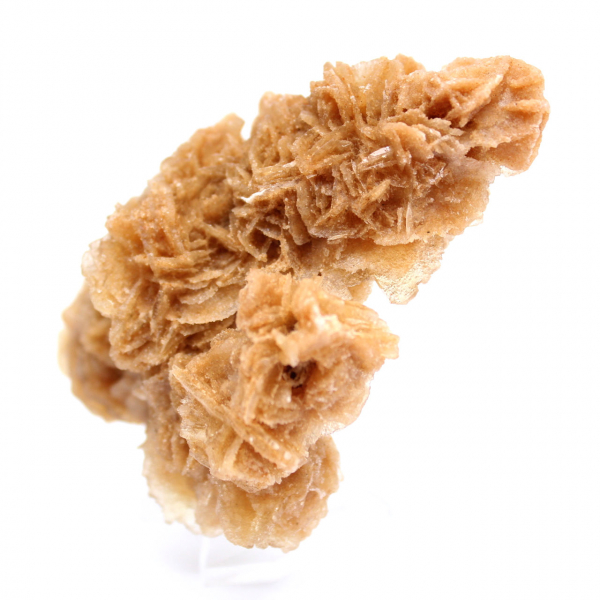 Rosa de areia da Tunísia