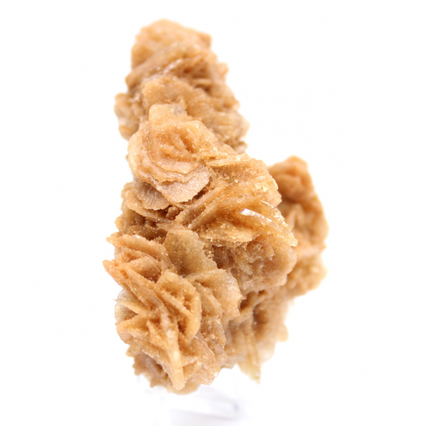 Rosa de areia da Tunísia