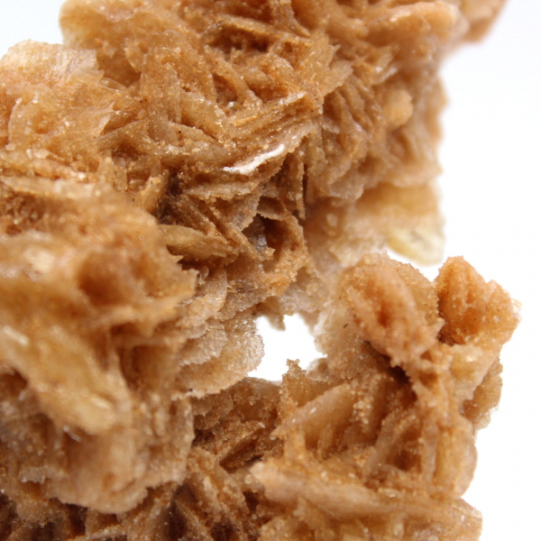 Rosa de areia da Tunísia