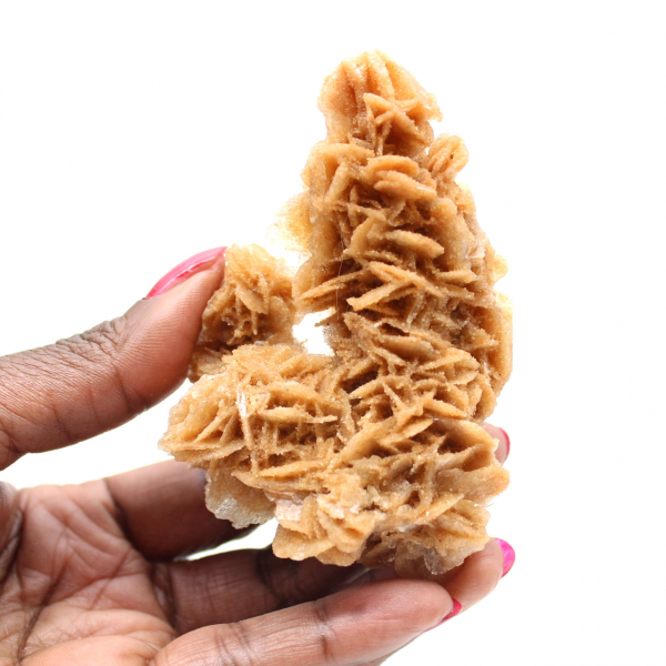 Rosa de areia da Tunísia