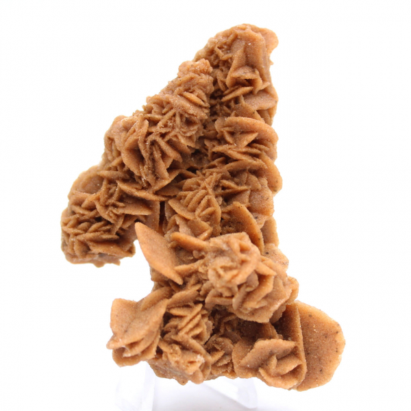 Exemplar único de rosa da areia