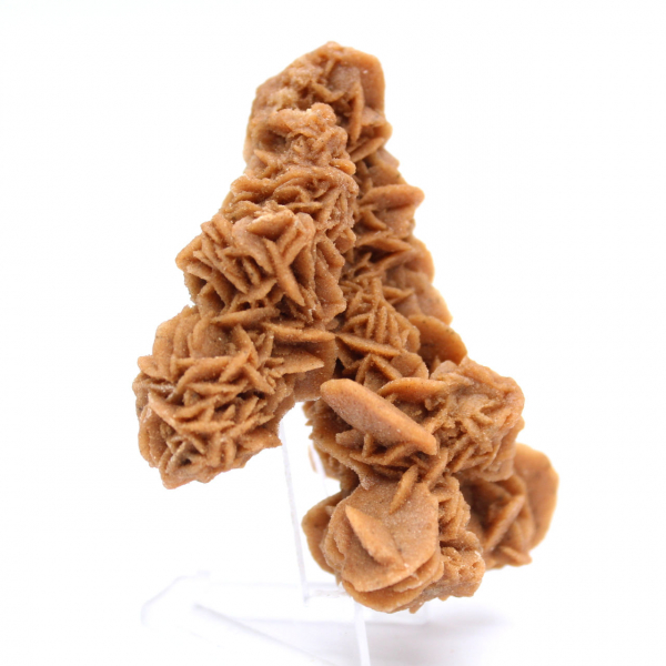 Exemplar único de rosa da areia