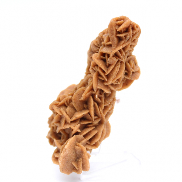 Exemplar único de rosa da areia