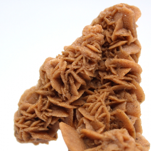 Exemplar único de rosa da areia