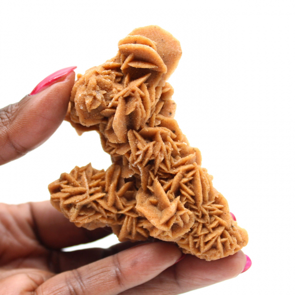 Exemplar único de rosa da areia