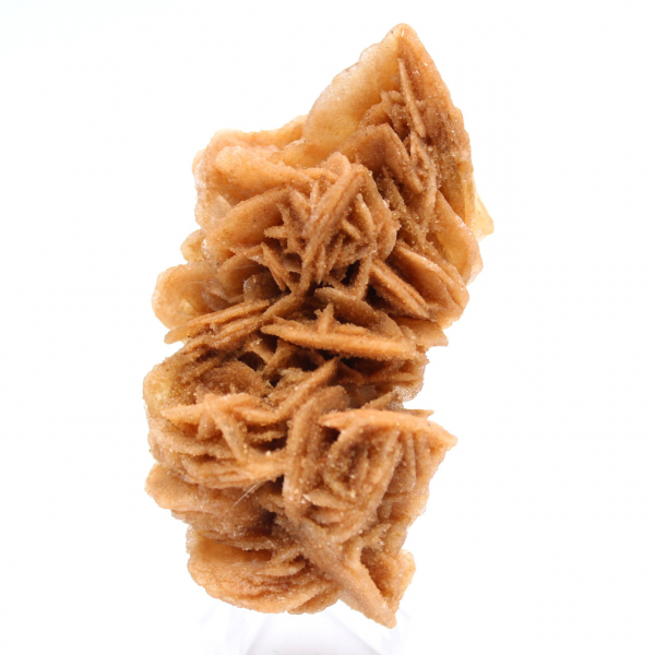 Exemplar decorativo de rosa de areia