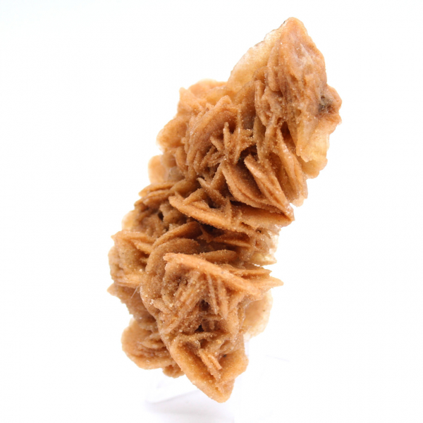 Exemplar decorativo de rosa de areia