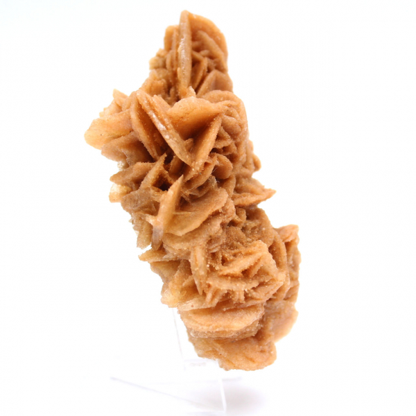 Exemplar decorativo de rosa de areia