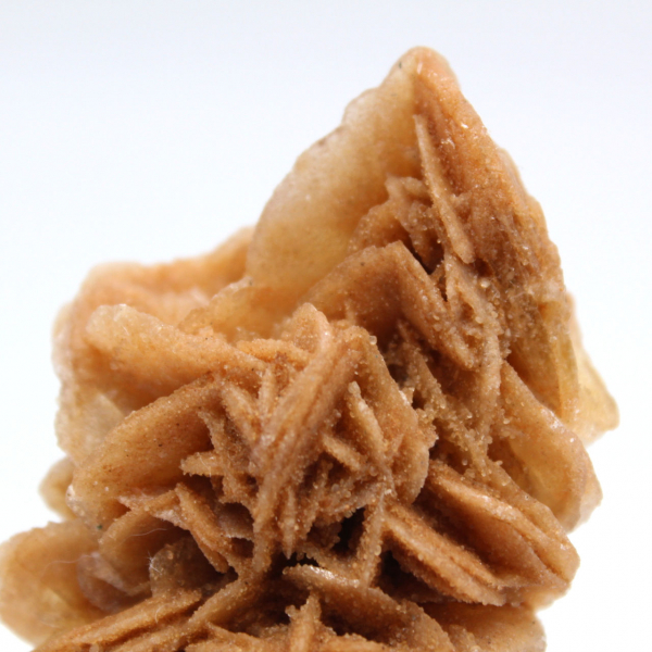 Exemplar decorativo de rosa de areia