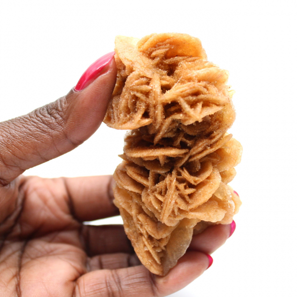 Exemplar decorativo de rosa de areia