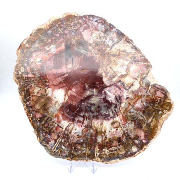 Fatia polida de madeira petrificada (fóssil), exemplar decorativo de Madagascar