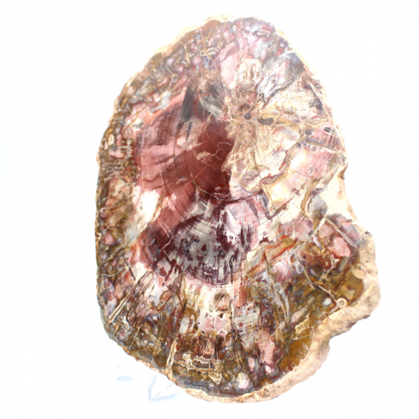 Fatia polida de madeira petrificada (fóssil), exemplar decorativo de Madagascar