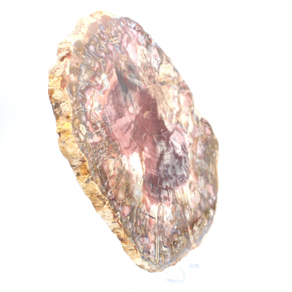 Fatia polida de madeira petrificada (fóssil), exemplar decorativo de Madagascar