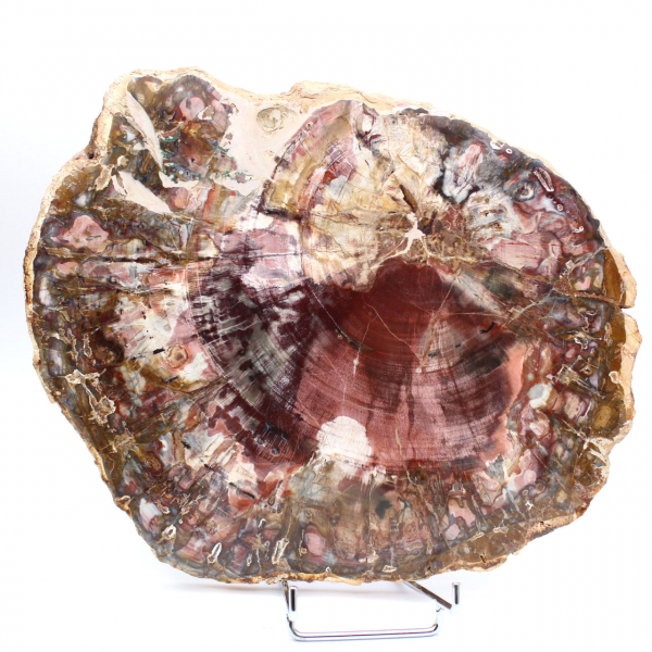 Fatia polida de madeira petrificada (fóssil), exemplar decorativo de Madagascar
