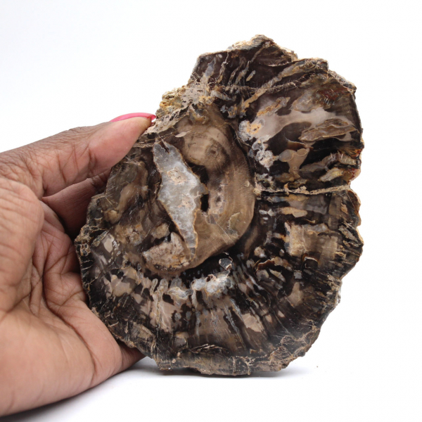 Pequena fatia de fóssil autêntica de madeira petrificada polida, Madagascar