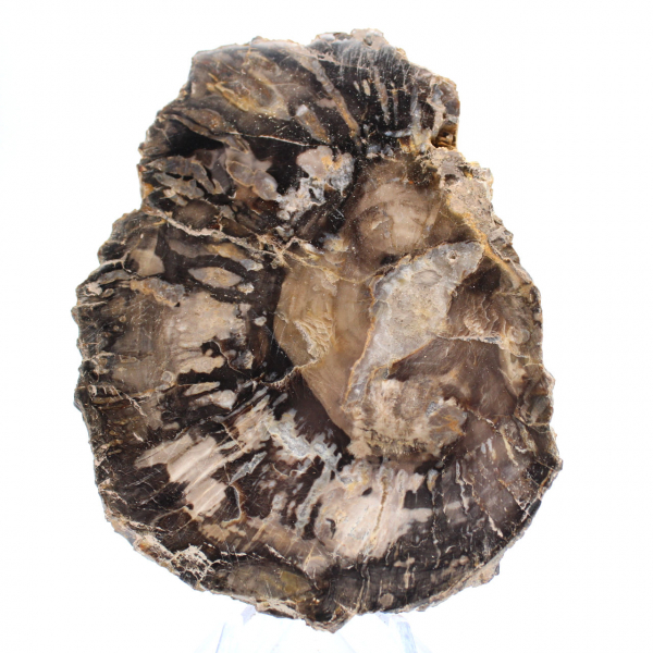 Pequena fatia de fóssil autêntica de madeira petrificada polida, Madagascar