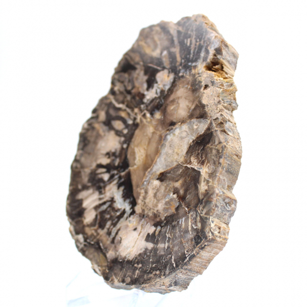Pequena fatia de fóssil autêntica de madeira petrificada polida, Madagascar
