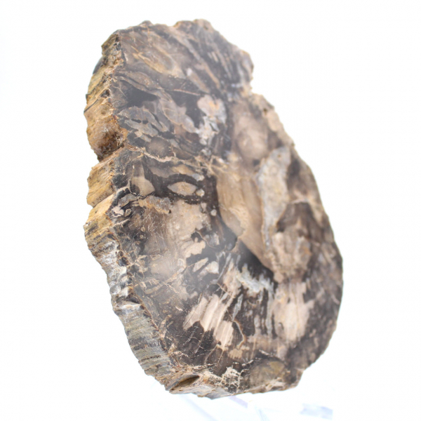 Pequena fatia de fóssil autêntica de madeira petrificada polida, Madagascar