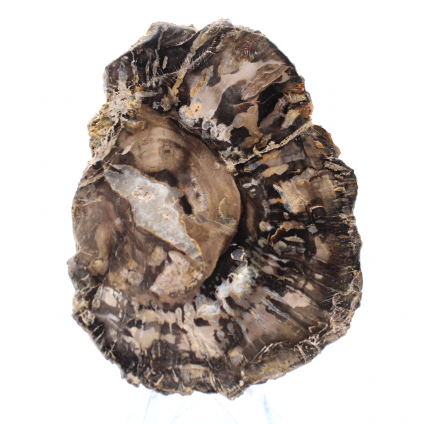 Pequena fatia de fóssil autêntica de madeira petrificada polida, Madagascar