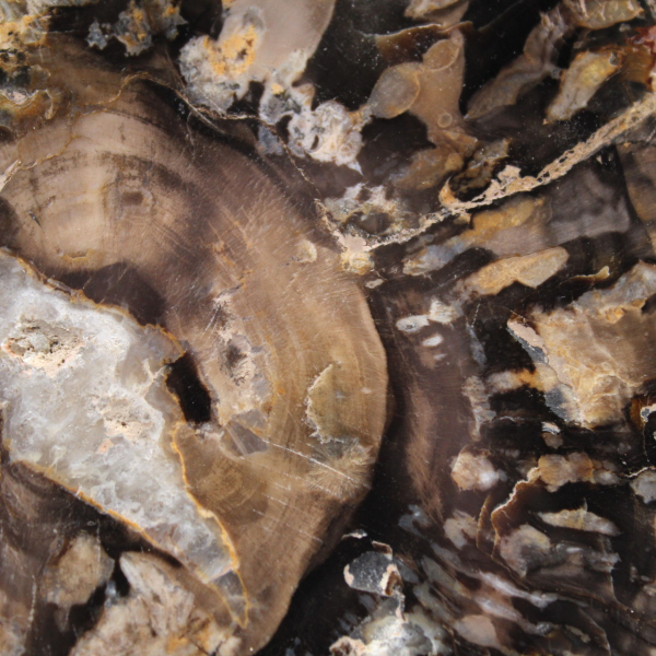 Pequena fatia de fóssil autêntica de madeira petrificada polida, Madagascar