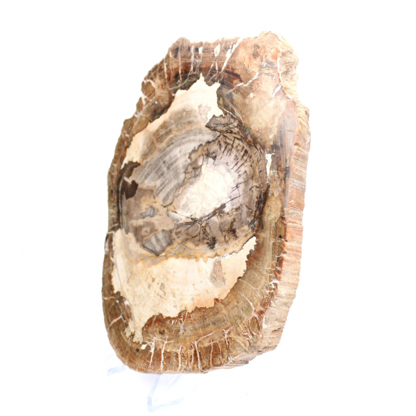 Ornamento de madeira petrificada, fatia polida, item de colecionador, Madagascar Ornamento de madeira petrificada, fatia polida, item de colecionador, Madagascar