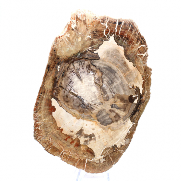 Ornamento de madeira petrificada, fatia polida, item de colecionador, Madagascar Ornamento de madeira petrificada, fatia polida, item de colecionador, Madagascar