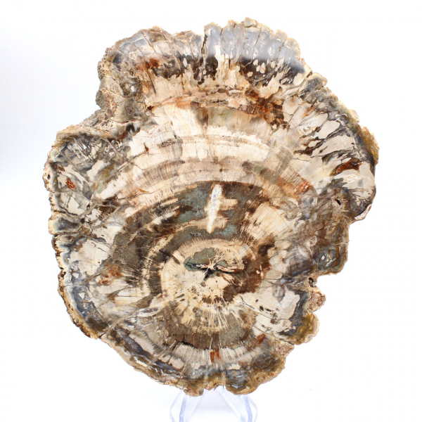 Pedaço polido de madeira fossilizada (petrificada), espécime enorme, Madagascar Pedaço polido de madeira fossilizada (petrificada), espécime enorme, Madagascar
