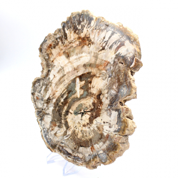 Pedaço polido de madeira fossilizada (petrificada), espécime enorme, Madagascar Pedaço polido de madeira fossilizada (petrificada), espécime enorme, Madagascar