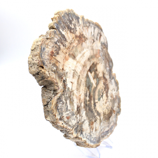 Pedaço polido de madeira fossilizada (petrificada), espécime enorme, Madagascar Pedaço polido de madeira fossilizada (petrificada), espécime enorme, Madagascar