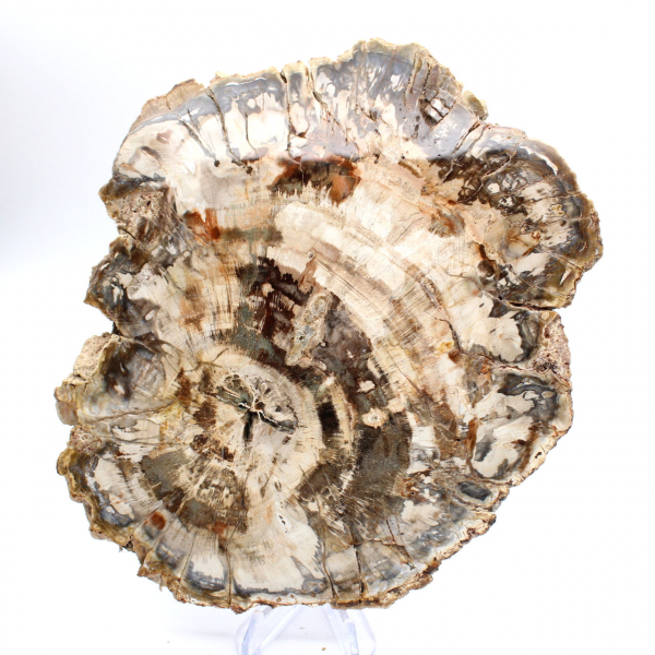 Pedaço polido de madeira fossilizada (petrificada), espécime enorme, Madagascar Pedaço polido de madeira fossilizada (petrificada), espécime enorme, Madagascar