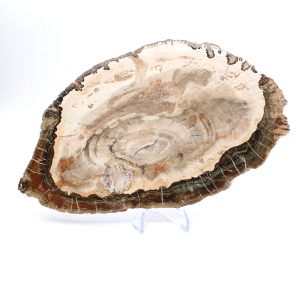 Madeira petrificada (fatia), item de colecionador polido, fóssil de Madagascar