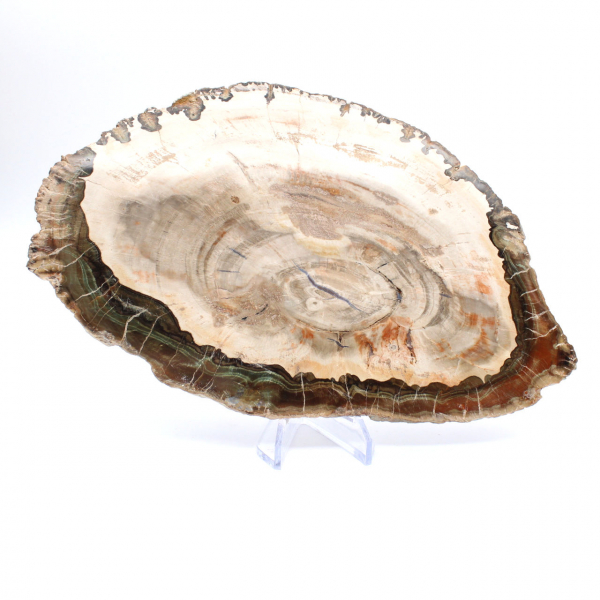 Madeira petrificada (fatia), item de colecionador polido, fóssil de Madagascar