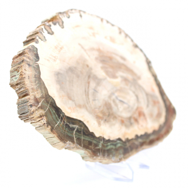 Madeira petrificada (fatia), item de colecionador polido, fóssil de Madagascar