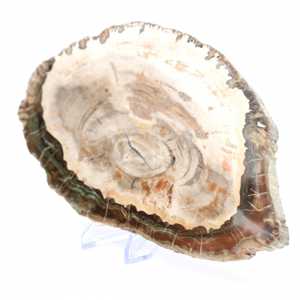 Madeira petrificada (fatia), item de colecionador polido, fóssil de Madagascar