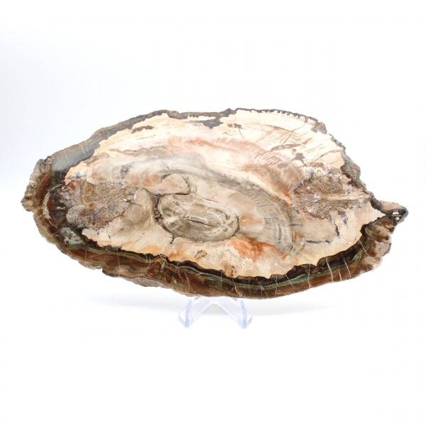 Fatia de madeira fossilizada polida, exemplar decorativo de prestígio, Madagascar Fatia de madeira fossilizada polida, exemplar decorativo de prestígio, Madagascar