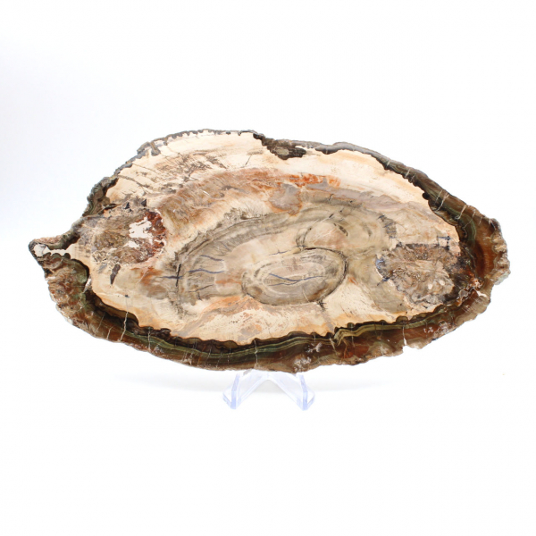 Fatia de madeira fossilizada polida, exemplar decorativo de prestígio, Madagascar Fatia de madeira fossilizada polida, exemplar decorativo de prestígio, Madagascar